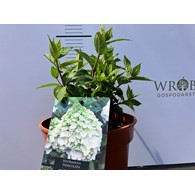 Hydrangea paniculata MAGICAL MONT BLANC 'Kolmamon' PBR